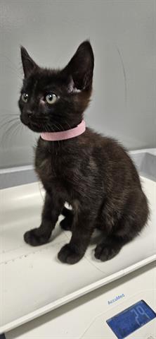 PINK, Baby Male Domestic Medium Hair