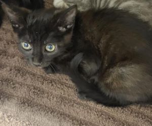 THIRTY, Baby Female Domestic Medium Hair
