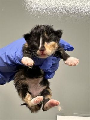 LIBERTY, Baby Female Domestic Short Hair