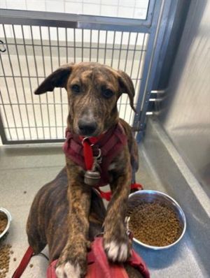 FLOWER, Baby Female Catahoula Leopard Dog