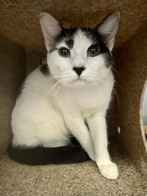 PANTS, Young Female Domestic Short Hair