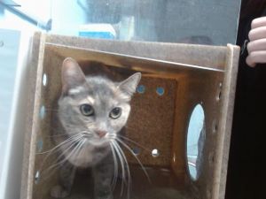 KIYOMI, Adult Female unknown