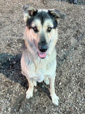 BRODIE, Young Male German Shepherd Dog