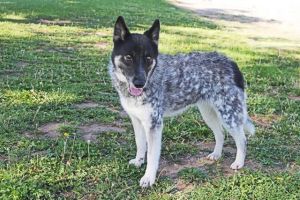 FROSTIE, Young Female Australian Cattle Dog / Blue Heeler