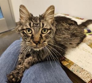 BUDDY, Adult Male Domestic Long Hair