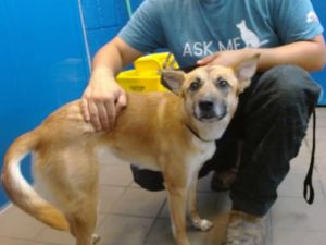 AMIYAH, Adult Female German Shepherd Dog