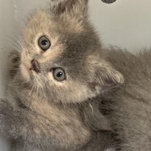 TEAGAN, Baby Female Domestic Medium Hair