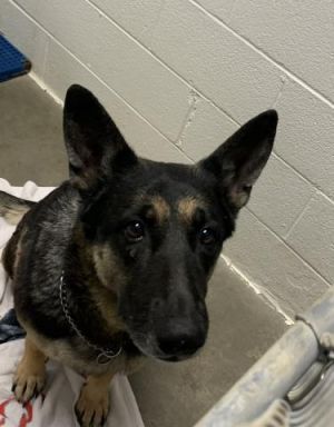FREYA, Adult Female German Shepherd Dog