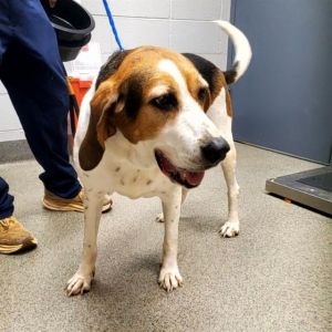 DAISY, Adult Female Beagle