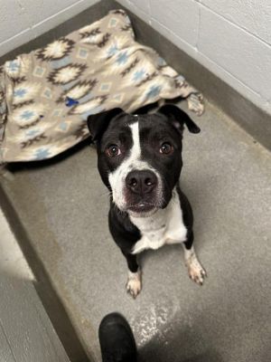 GROBURT, Young Male Labrador Retriever