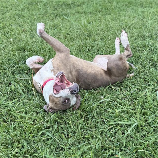 LOLA