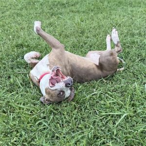 LOLA, Adult Female Pit Bull Terrier