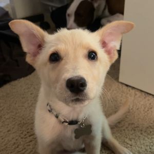 Dolly Barkton, Young Female Retriever