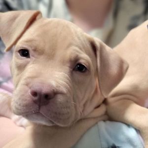 Nadder, Baby Male Mixed Breed