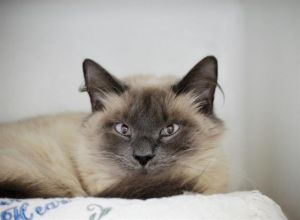 VANESSA, Adult Female Domestic Long Hair