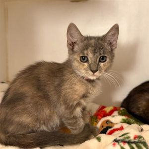 VENUS Domestic Short Hair Cat