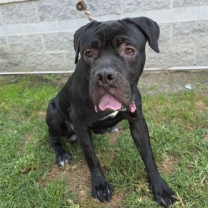 MASTER CHIEF Cane Corso Dog