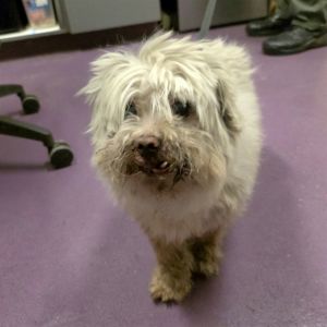 I WAS FOUND AT 6600 BLOCK CURTIS AVE LONG BEACH CA IN LONG BEACHMy adoption evaluation date is 07