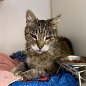 MASALA Domestic Short Hair Cat
