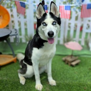 I WAS FOUND AT 2200 BLK SAN FRANCISCO AVE LONG BEACH CA 90806 IN LONG BEACHMy adoption evaluation 