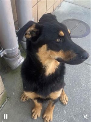 I WAS FOUND AT 4900 BLOCK E CARSON ST LONG BEACH CA 90808 IN LONG BEACHMy adoption evaluation dat