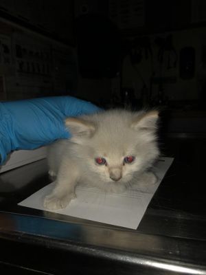I WAS FOUND AT AN UNKNOWN LOCATION IN OUT OF AREAMy adoption evaluation date is 05142025