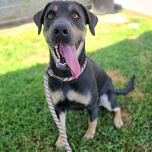 I WAS FOUND AT 2900 BLK CLARK AVE LONG BEACH CA 90815 IN LONG BEACHMy adoptio