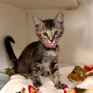 RHEA Domestic Short Hair Cat