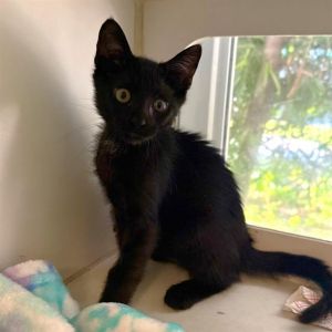 I WAS FOUND AT 400 BLK E 59TH ST LONG BEACH CA 90805 IN LONG BEACHMy adoption