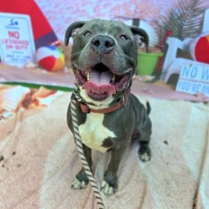 I WAS FOUND AT 2200 BLK N LEGION DR SIGNAL HILL CA 90755 IN SIGNAL HILLMy adoption evaluation date