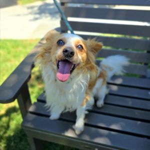 RUSH Papillon Dog