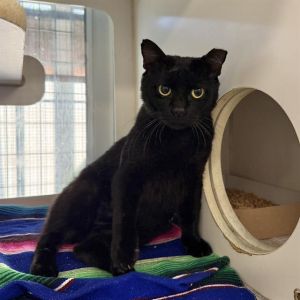 TOOTS Domestic Short Hair Cat
