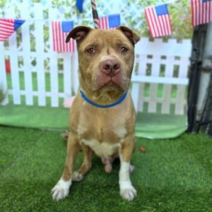 I WAS FOUND AT 600 E HILL ST IN LONG BEACHMy adoption evaluation date is 0704
