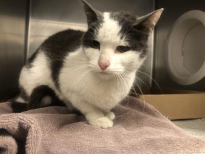 I WAS FOUND AT 7700 BLK E SPRING ST LONG BEACH CA 90815 IN LONG BEACHMy adopt