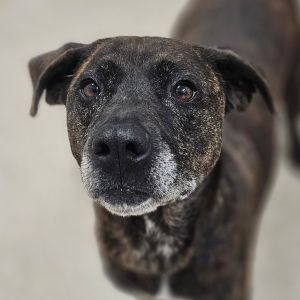 Mabel, Senior Female Mixed Breed