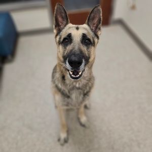 Knox, Adult Male German Shepherd Dog