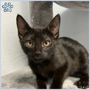 SKYE, Baby Female Domestic Short Hair
