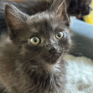 Papa Sox Domestic Short Hair Cat