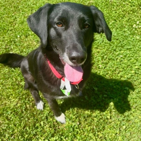 Lizzy 2