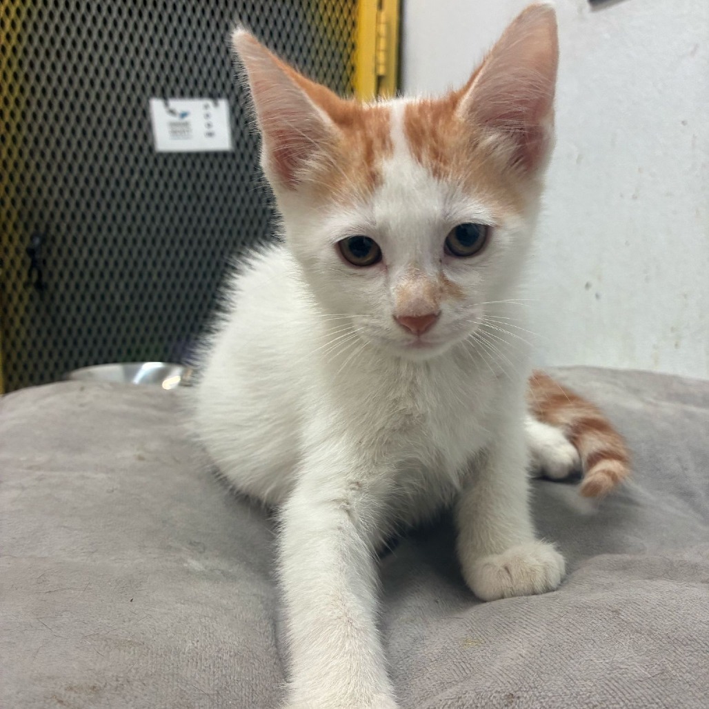 Buu, an adoptable American Shorthair in Guaynabo, PR, 00969 | Photo Image 1