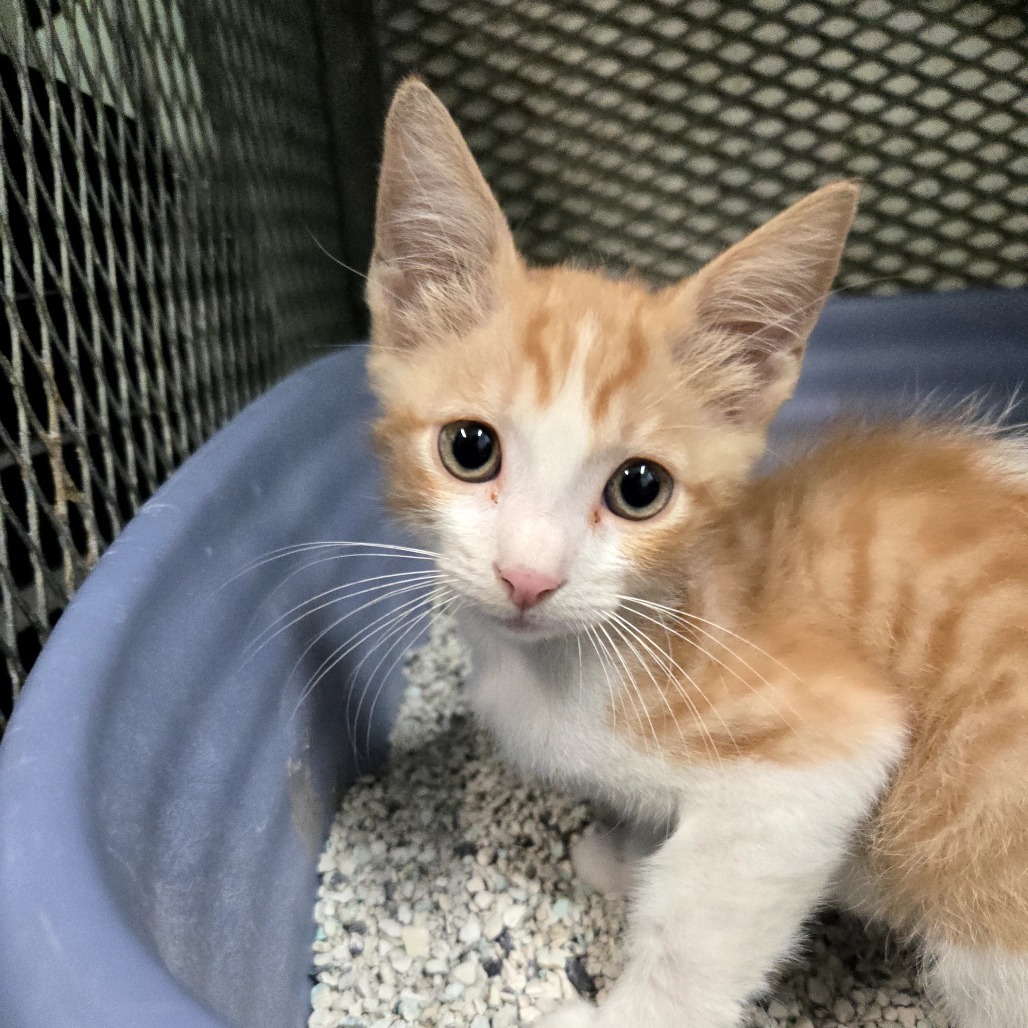 Elio, an adoptable Domestic Short Hair in Guaynabo, PR, 00969 | Photo Image 1