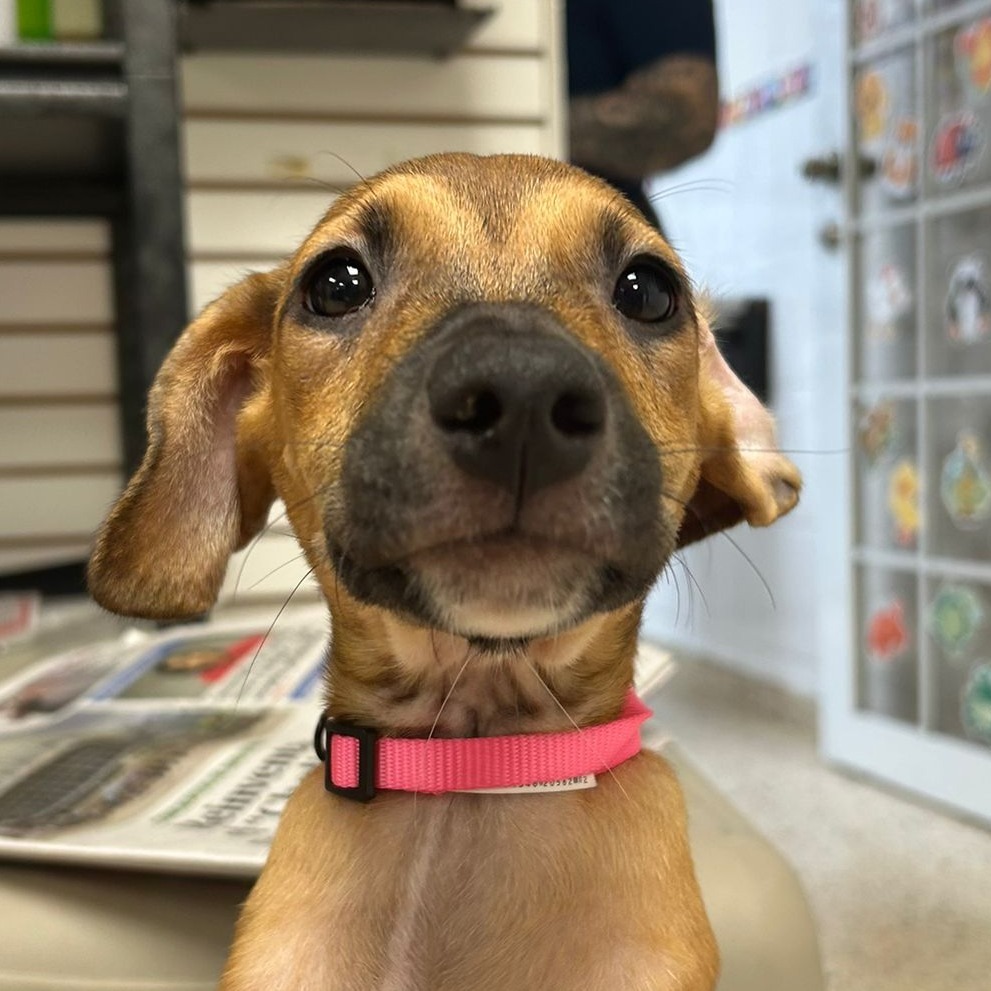 Delilah
