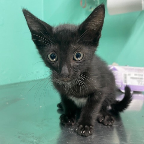 Elf, an adoptable American Shorthair in Guaynabo, PR, 00969 | Photo Image 1