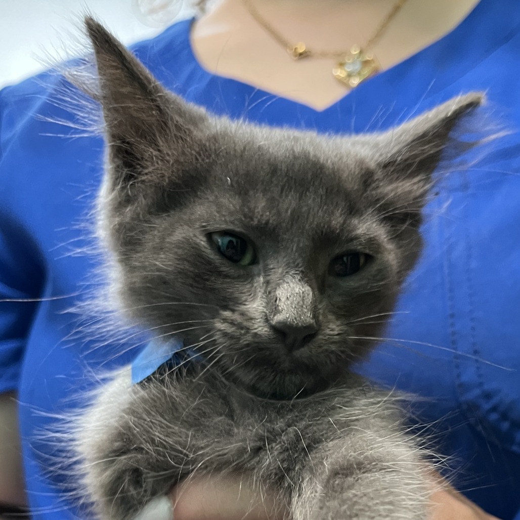 Talal, an adoptable Domestic Short Hair in Guaynabo, PR, 00969 | Photo Image 1
