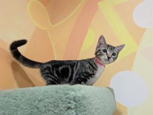 REINA, Baby Female Domestic Short Hair