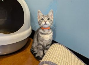 CORAL, Baby Female Domestic Short Hair