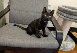 AUSTIN, Baby Male Domestic Short Hair
