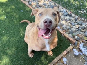 STEEL TEAL, Young Male Pit Bull Terrier