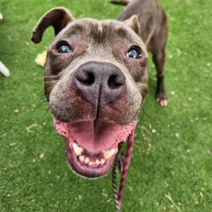 Studded Pie, Young Male Pit Bull Terrier