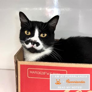 Orca Domestic Short Hair Cat